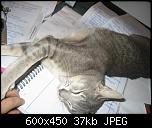 Klicke auf die Grafik fr eine grere Ansicht 

Name:	Katzen NovDez 2006 (7).jpg 
Hits:	537 
Gre:	36,9 KB 
ID:	8064